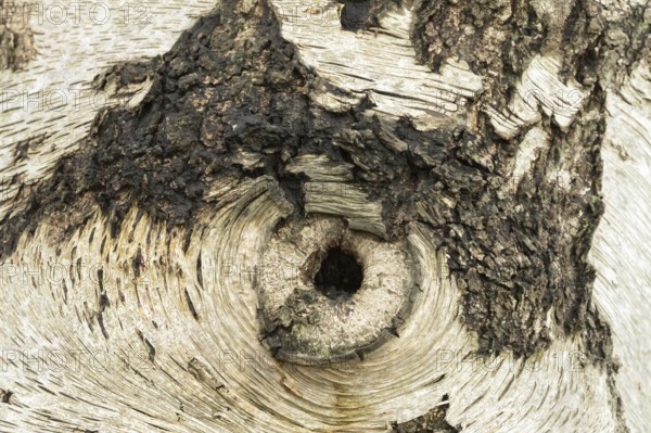 Silver birch tree (Betula pendula) close up of a hole in the bark of the trunk thats looks like an eye, England, United Kingdom
