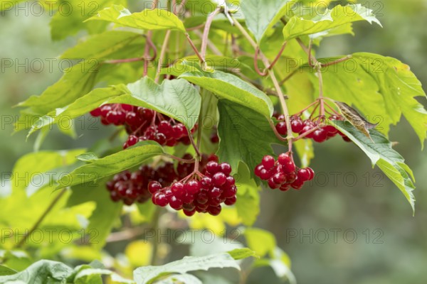 Guelder rose (Viburnum opulus) tree red berries in summer, England, United Kingdom