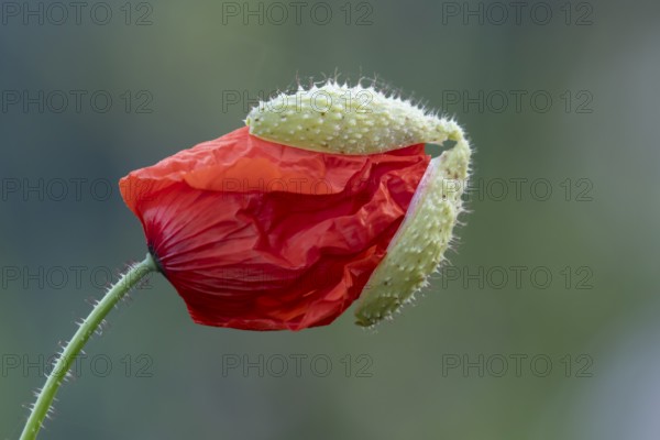 Common field poppy (Papaver rhoeas) single red flower bud in summer, England, United Kingdom