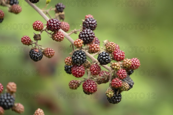 Bramble or Blackberry bush (Rubus fruticosus) blackberries fruit on a plant branch in summer, England, United Kingdom