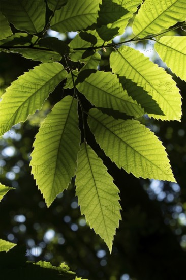 Sweet chestnut (Castanea sativa) tree leaves backlit in summer, England, United Kingdom