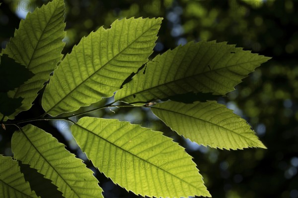 Sweet chestnut (Castanea sativa) tree leaves backlit in summer, England, United Kingdom