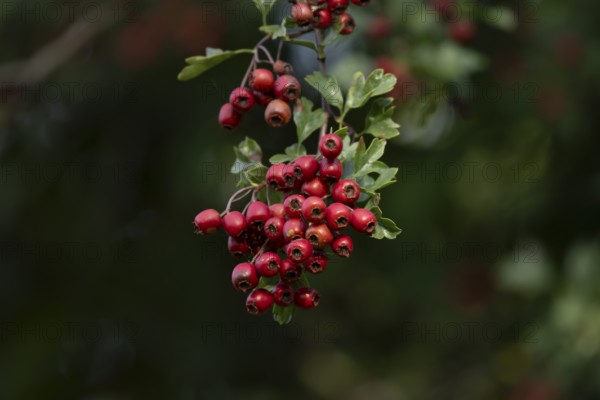 Hawthorn (Crataegus monogyna) tree red berries in summer, England, United Kingdom