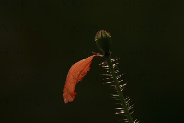 Common field poppy (Papaver rhoeas) single red petal on a flower stalk in summer, England, United Kingdom