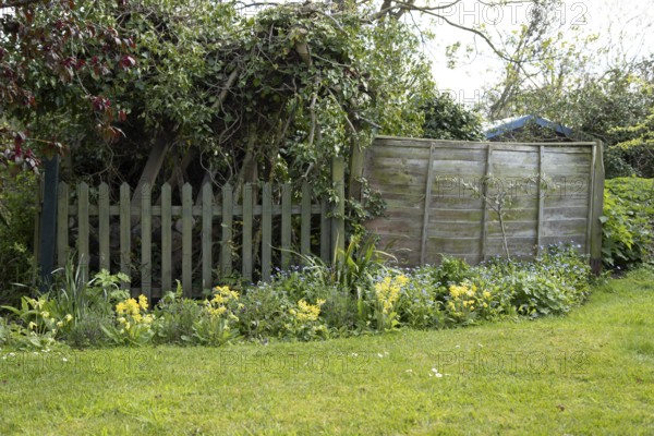 Garden border with Cowslip and Forget-me-not flowers in spring, England, United Kingdom