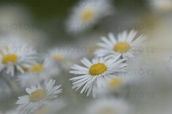 Common daisy (Bellis perennis) daisies flowers in a garden lawn in spring, England, United Kingdom