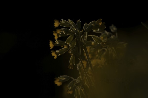 Cowslip (Primula veris) flowers backlit in spring, England, United Kingdom