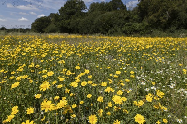 Corn marigold (Glebionis segetum) wildflower border in a field next to a woodland hedgerow in summer, England, United Kingdom