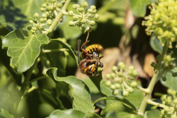 European hornet (Vespa crabro) adult wasp insect eating an Ivy bee in a tree in summer, England, United Kingdom