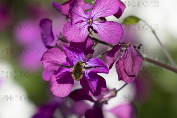 Bee fly (Bombylius major) adult insect in flight feeding on a purple Honesty flower in spring, England, United Kingdom