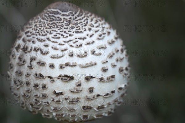 Parasol mushroom (Macrolepiota procera) single fungi in autumn, England, United Kingdom