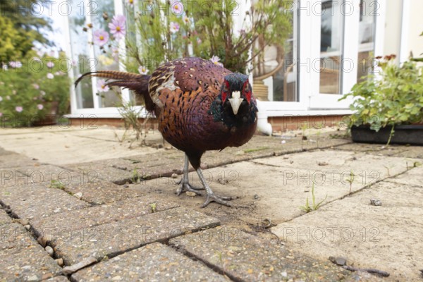 Common pheasant (Phasianus colchicus) adult male game bird on a garden patio in summer, England, United Kingdom