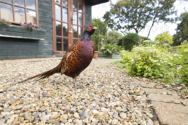 Common pheasant (Phasianus colchicus) adult male game bird on a garden path with a shed in the background in summer, England, United Kingdom