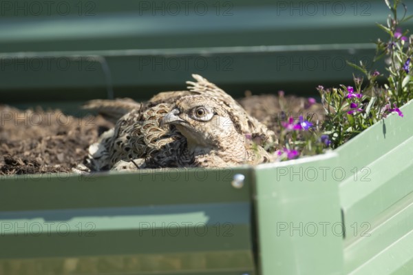 Common pheasant (Phasianus colchicus) adult female game bird on a garden raised bed, England, United Kingdom