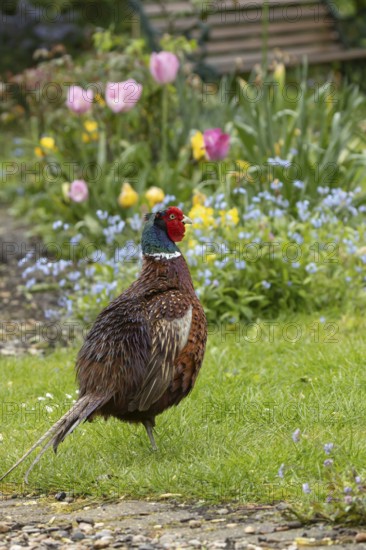 Common pheasant (Phasianus colchicus) adult male game bird in a garden in spring, England, United Kingdom