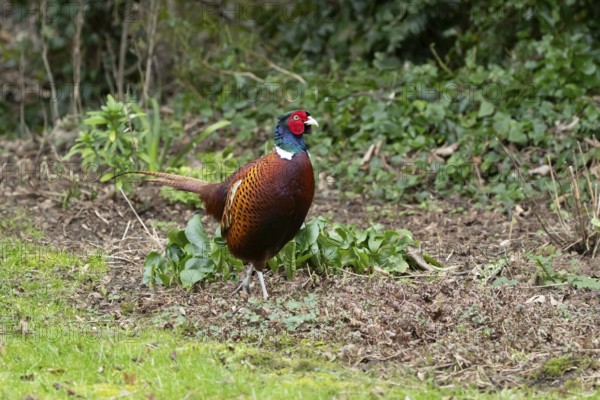 Common pheasant (Phasianus colchicus) adult male game bird in a garden in winter, England, United Kingdom