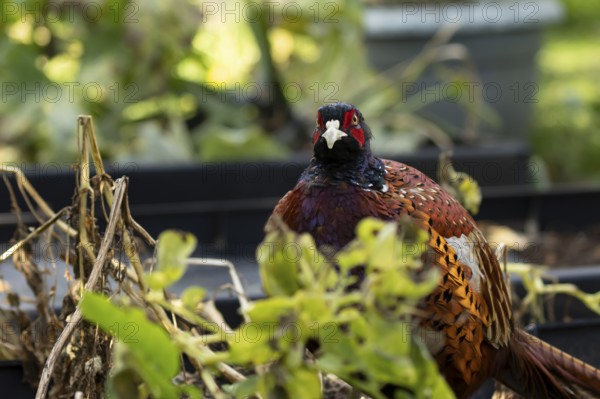 Common pheasant (Phasianus colchicus) adult male game bird on a garden raised bed, England, United Kingdom