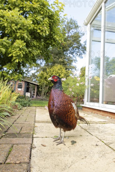Common pheasant (Phasianus colchicus) adult male game bird on a garden patio in summer, England, United Kingdom
