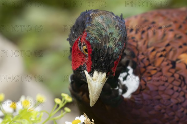 Common pheasant (Phasianus colchicus) adult male game bird in a garden, England, United Kingdom