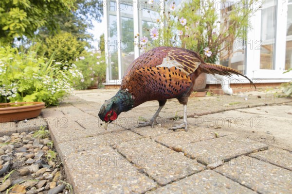 Common pheasant (Phasianus colchicus) adult male game bird feeding on a garden patio in summer, England, United Kingdom
