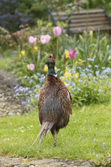 Common pheasant (Phasianus colchicus) adult male game bird calling in a garden in spring, England, United Kingdom