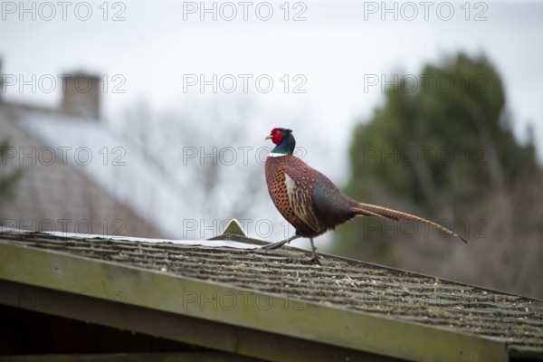Common pheasant (Phasianus colchicus) adult male game bird walking on a garden shed roof, England, United Kingdom