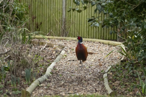 Common pheasant (Phasianus colchicus) adult male game bird walking on a garden shingle path, England, United Kingdom