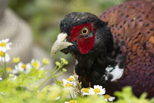 Common pheasant (Phasianus colchicus) adult male game bird amongst garden daisy flowers, England, United Kingdom