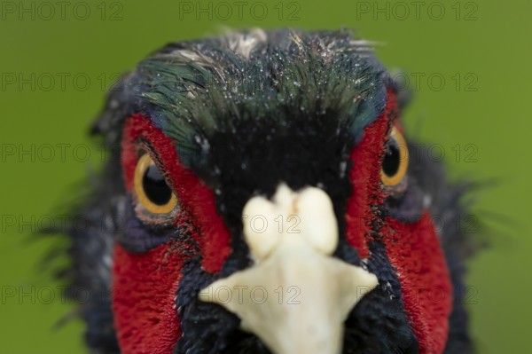 Common pheasant (Phasianus colchicus) adult male game bird head portrait, England, United Kingdom