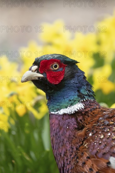 Common pheasant (Phasianus colchicus) adult male game bird head portrait, England, United Kingdom