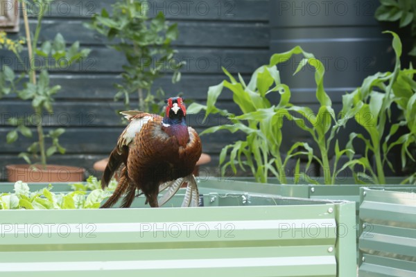 Common pheasant (Phasianus colchicus) adult male game bird on a garden vegetable raised bed in summer, England, United Kingdom