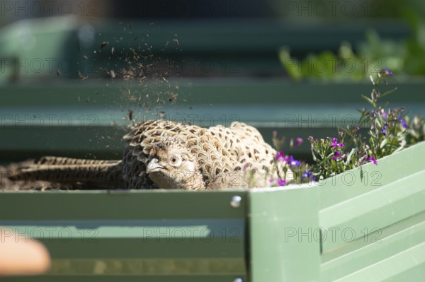 Common pheasant (Phasianus colchicus) adult female game bird dust bathing on a garden raised bed, England, United Kingdom