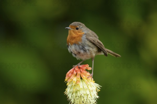 European robin (Erithacus rubecula) adult garden bird perching on a Red hot poker flower in summer, England, United Kingdom