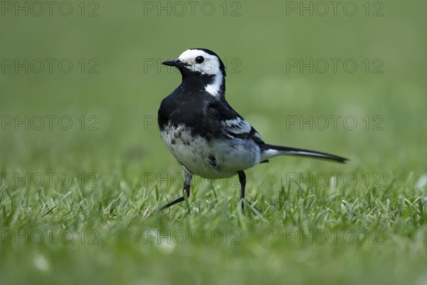 Pied wagtail (Motacilla alba) adult bird on a garden grass lawn in summer, England, United Kingdom