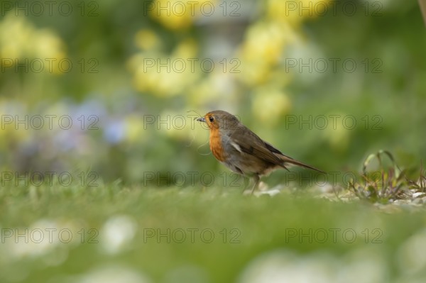 European robin (Erithacus rubecula) adult garden bird collecting nest material in its beak in spring, England, United Kingdom