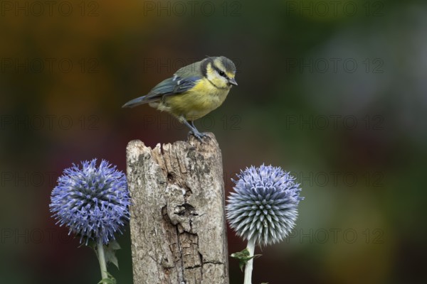 Blue tit (Cyanistes caeruleus) adult garden bird on a wooden post in summer, England, United Kingdom