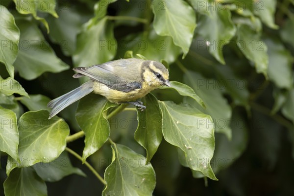 Blue tit (Cyanistes caeruleus) adult garden bird on an Ivy tree branch in summer, England, United Kingdom