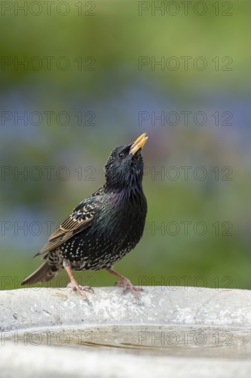 European starling (Sturnus vulgaris) adult garden bird drinking water from a bird bath in spring, England, United Kingdom