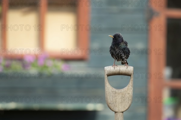 European starling (Sturnus vulgaris) adult garden bird on a fork handle in front of a shed, England, United Kingdom