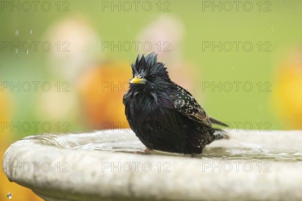 European starling (Sturnus vulgaris) adult garden bird bathing in a bird bath in spring, England, United Kingdom