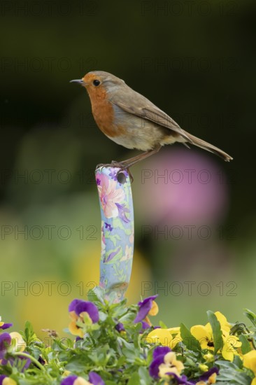 European robin (Erithacus rubecula) adult garden bird perching on a trowl handle in a plant pot with Pansy or viola flowers in spring, England, United Kingdom