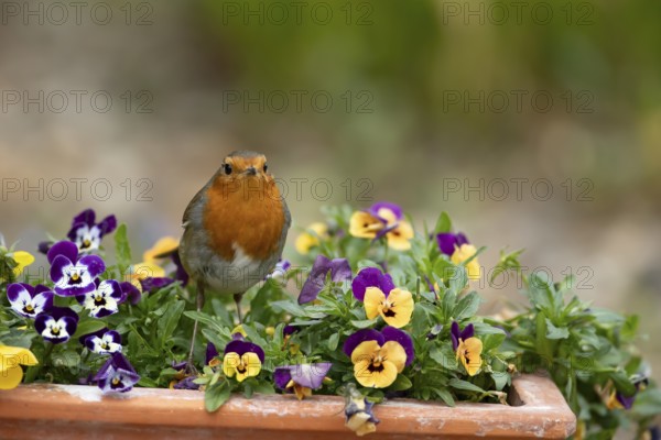 European robin (Erithacus rubecula) adult garden bird on a plant pot with Pansy or Viola flowers in spring, England, United Kingdom
