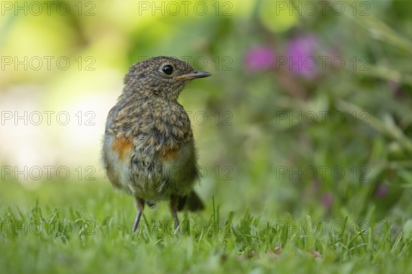 European robin (Erithacus rubecula) juvenile baby garden bird on a grass lawn in summer, England, United Kingdom
