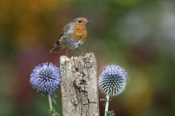 European robin (Erithacus rubecula) adult garden bird perching on a post in summer, England, United Kingdom