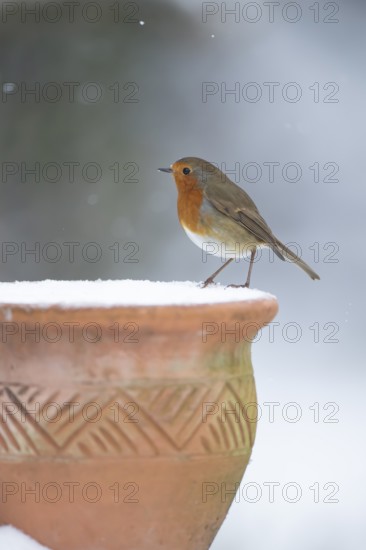 European robin (Erithacus rubecula) adult garden bird on snow covered flower pot in winter, England, United Kingdom