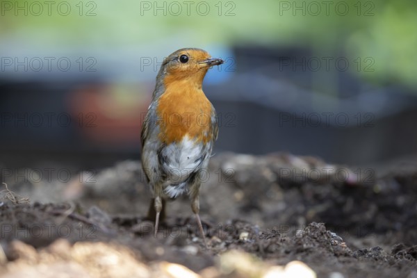 European robin (Erithacus rubecula) adult garden bird collecting grubs for food in summer, England, United Kingdom