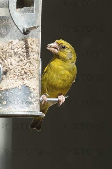 Eurasian greenfinch (Chloris chloris) adult male garden bird feeding on sunflower seed hearts from a bird feeder, England, United Kingdom