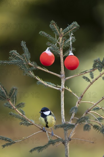 Great tit (Parus major) adult garden bird on a Christmas spruce tree in winter, England, United Kingdom