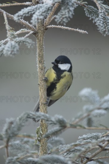 Great tit (Parus major) adult garden bird on a frost covered Christmas spruce tree in winter, England, United Kingdom