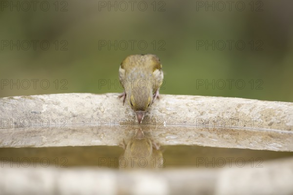 Eurasian greenfinch (Chloris chloris) adult female garden bird drinking water from a bird bath in summer, England, United Kingdom